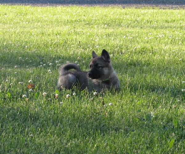 Medium Photo #5 Gerberian Shepsky Puppy For Sale in OWEN, WI, USA