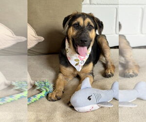 German Shepherd Dog Dogs for adoption in San Leon, TX, USA
