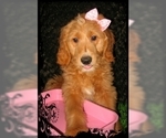 Small Photo #12 Goldendoodle Puppy For Sale in SELINSGROVE, PA, USA