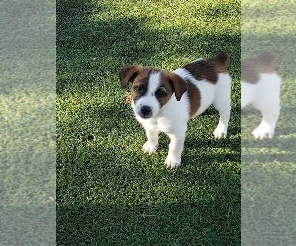 Medium Photo #1 Jack Russell Terrier Puppy For Sale in BRIGGSDALE, CO, USA
