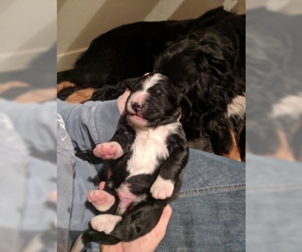 Medium Photo #1 Bernedoodle Puppy For Sale in LULING, TX, USA
