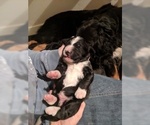 Small Photo #1 Bernedoodle Puppy For Sale in LULING, TX, USA