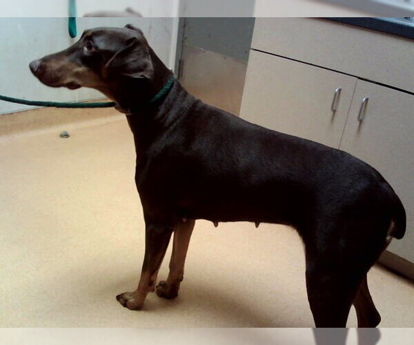 Medium Photo #1 Doberman Pinscher Puppy For Sale in Martinez, CA, USA