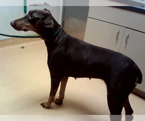 Doberman Pinscher Dogs for adoption in Martinez, CA, USA