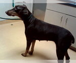PETUNIA - Female Doberman Pinscher Dog for Adoption - Small photo