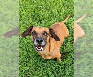 Scout (TX) - Male Dachshund-Unknown Mix Dog for Adoption - Photo #3