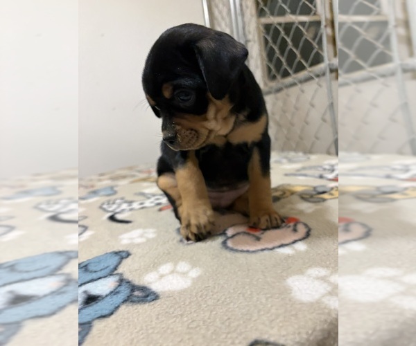 Medium Photo #1 Carlin Pinscher Puppy For Sale in COBB, WI, USA