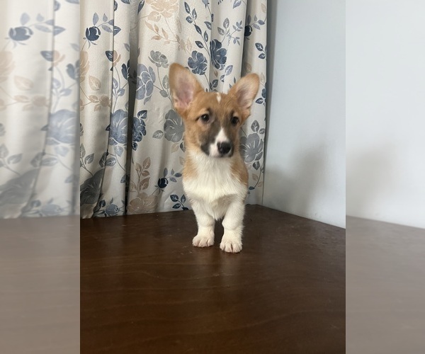 Medium Photo #29 Pembroke Welsh Corgi Puppy For Sale in DURHAM, CT, USA