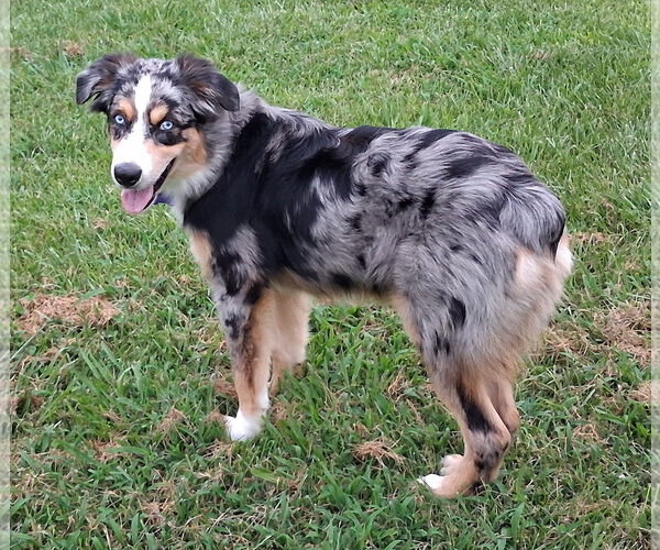 Medium Photo #2 Aussie Pyrenees Puppy For Sale in Cookeville, TN, USA