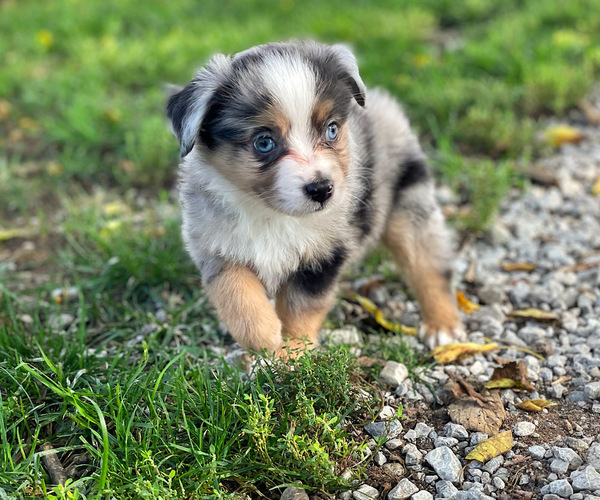 Medium Photo #2 Miniature Australian Shepherd Puppy For Sale in PERU, NE, USA