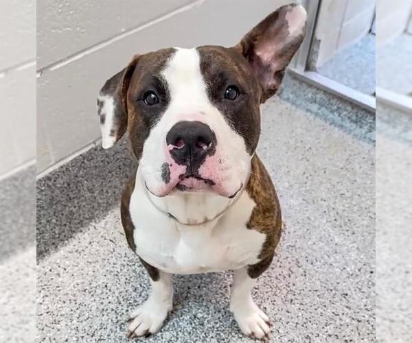 Medium Photo #3 Bullypit Puppy For Sale in Houston, TX, USA