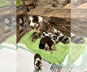 Australian Shepherd Puppy for sale in CONYERS, GA, USA