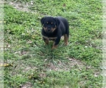 Small Photo #3 Rottweiler Puppy For Sale in SHELL KNOB, MO, USA