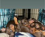 Small Photo #3 Dachshund Puppy For Sale in HUNTINGTON BEACH, CA, USA