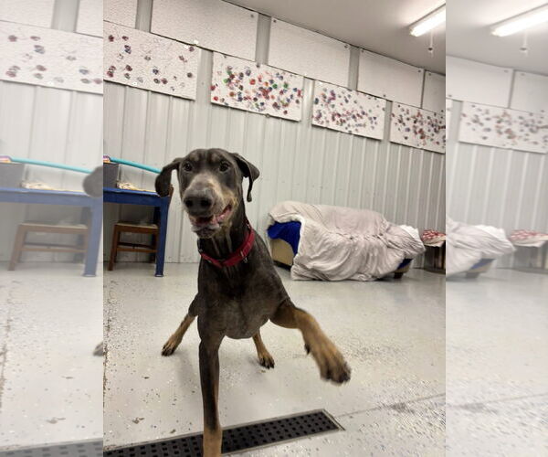 Medium Photo #6 Doberman Pinscher Puppy For Sale in Minneaoplis, MN, USA