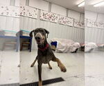 Small #5 Doberman Pinscher