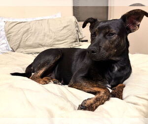 Holland Shepherd-Retriever  Mix Dogs for adoption in San Diego, CA, USA