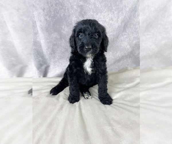Medium Photo #1 Bernedoodle Puppy For Sale in ARLINGTON, TX, USA