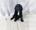 Small Photo #1 Bernedoodle Puppy For Sale in ARLINGTON, TX, USA