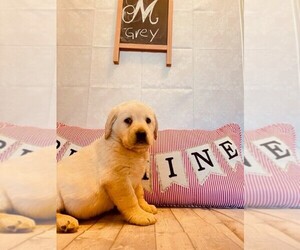 Labrador Retriever Puppy for sale in MAYSVILLE, GA, USA