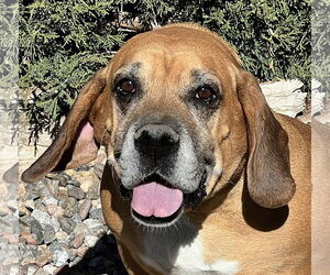 Basset Hound-Unknown Mix Dogs for adoption in Albuquerque, NM, USA