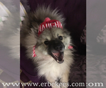 Small Photo #55 Keeshond Puppy For Sale in FAYETTEVILLE, TN, USA