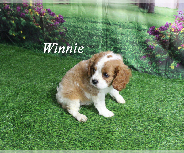 Medium Photo #18 Cavalier King Charles Spaniel Puppy For Sale in CHANUTE, KS, USA