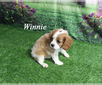 Small #17 Cavalier King Charles Spaniel