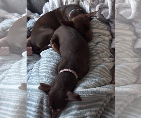 Medium Photo #5 Chihuahua-Unknown Mix Puppy For Sale in St. Louis Park, MN, USA