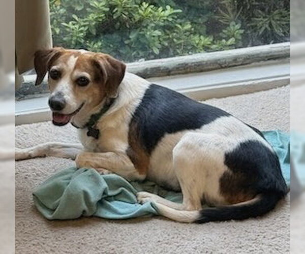 Medium Photo #3 Beagle-Unknown Mix Puppy For Sale in Dunnellon, FL, USA