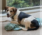 Small #2 Beagle Mix