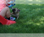 Small Photo #9 French Bulldog Puppy For Sale in LOUISVILLE, CO, USA