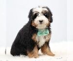 Small #1 Bernedoodle (Miniature)