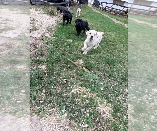 Medium Photo #5 Cane Corso Puppy For Sale in MARENGO, IL, USA