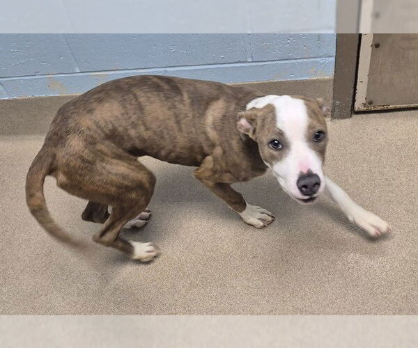 Medium Photo #2 American Pit Bull Terrier Puppy For Sale in Decatur, IL, USA