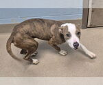 Small #1 American Pit Bull Terrier