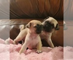 Small #6 Pug