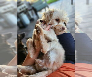 Pixie - Female Maltese-Unknown Mix Dog for Adoption - Photo #2