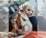 Small Photo #2 Maltese-Unknown Mix Puppy For Sale in Salt Lake City, UT, USA