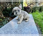 Small Photo #250 French Bulldog Puppy For Sale in HAYWARD, CA, USA