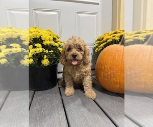 Cockapoo Puppy for sale in CALIFORNIA, MO, USA