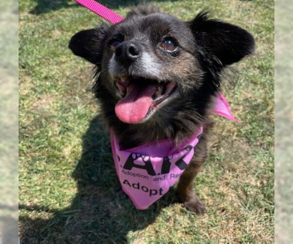 Medium Photo #2 Chihuahua-Unknown Mix Puppy For Sale in Ventura, CA, USA