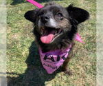 Small #1 Chihuahua Mix