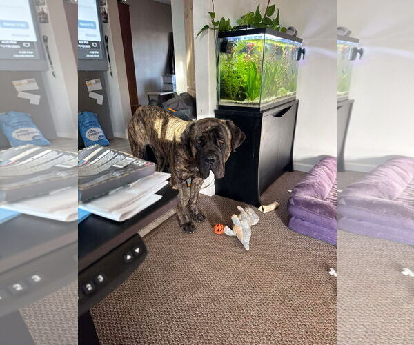 Medium Photo #5 Mutt Puppy For Sale in NEWPORT NH, NH, USA