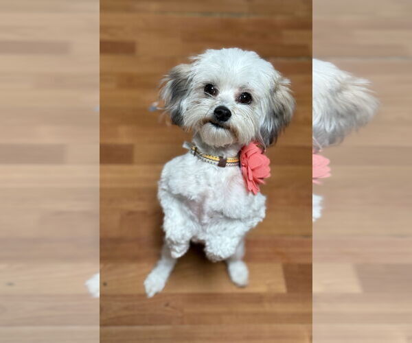 Medium Photo #2 Maltipoo (Miniature) Puppy For Sale in Phoenix, AZ, USA