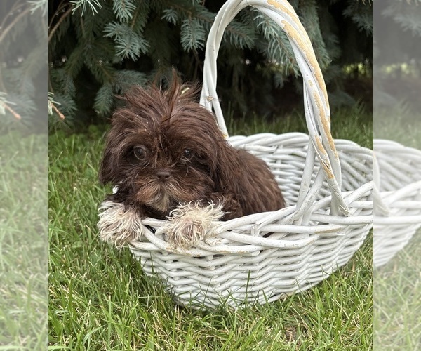 Medium Photo #4 Shih Tzu Puppy For Sale in MIDDLEBURY, IN, USA