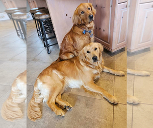 Mother of the Golden Retriever puppies born on 04/26/2025