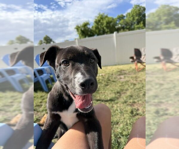 Medium Photo #10 Labrador Retriever-Unknown Mix Puppy For Sale in Sandy, UT, USA