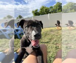 Small #9 Labrador Retriever Mix