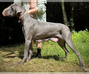 Mother of the Great Dane puppies born on 07/28/2022